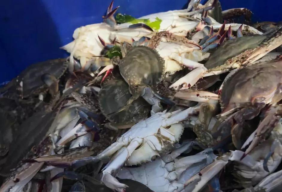 多方因素交织下的猪肉市场最新动态分析，猪肉价格走势分析新闻
