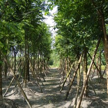树木市场趋势详解，行情解读与把握策略