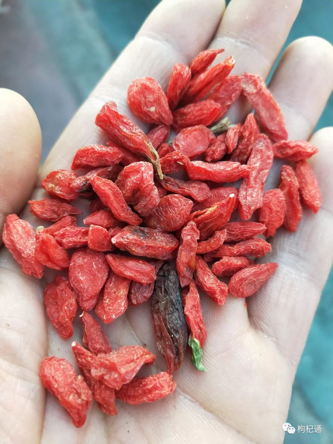 枸杞市场行情深度解析，市场分析与操作指南
