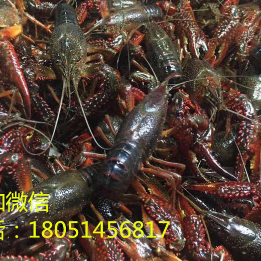 技术进出口 第74页