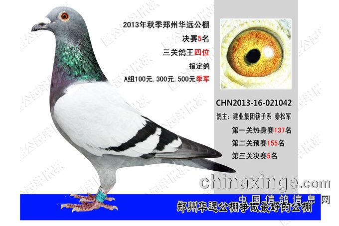 郑州华远公棚最新公告发布，关注最新动态与通知
